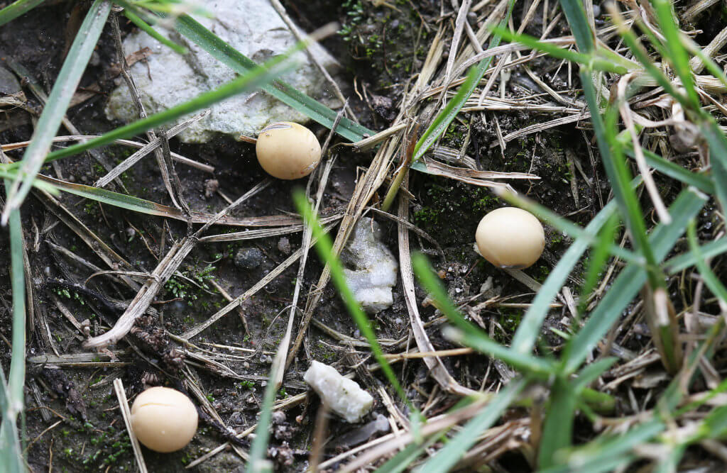 soybean seeds on the ground 