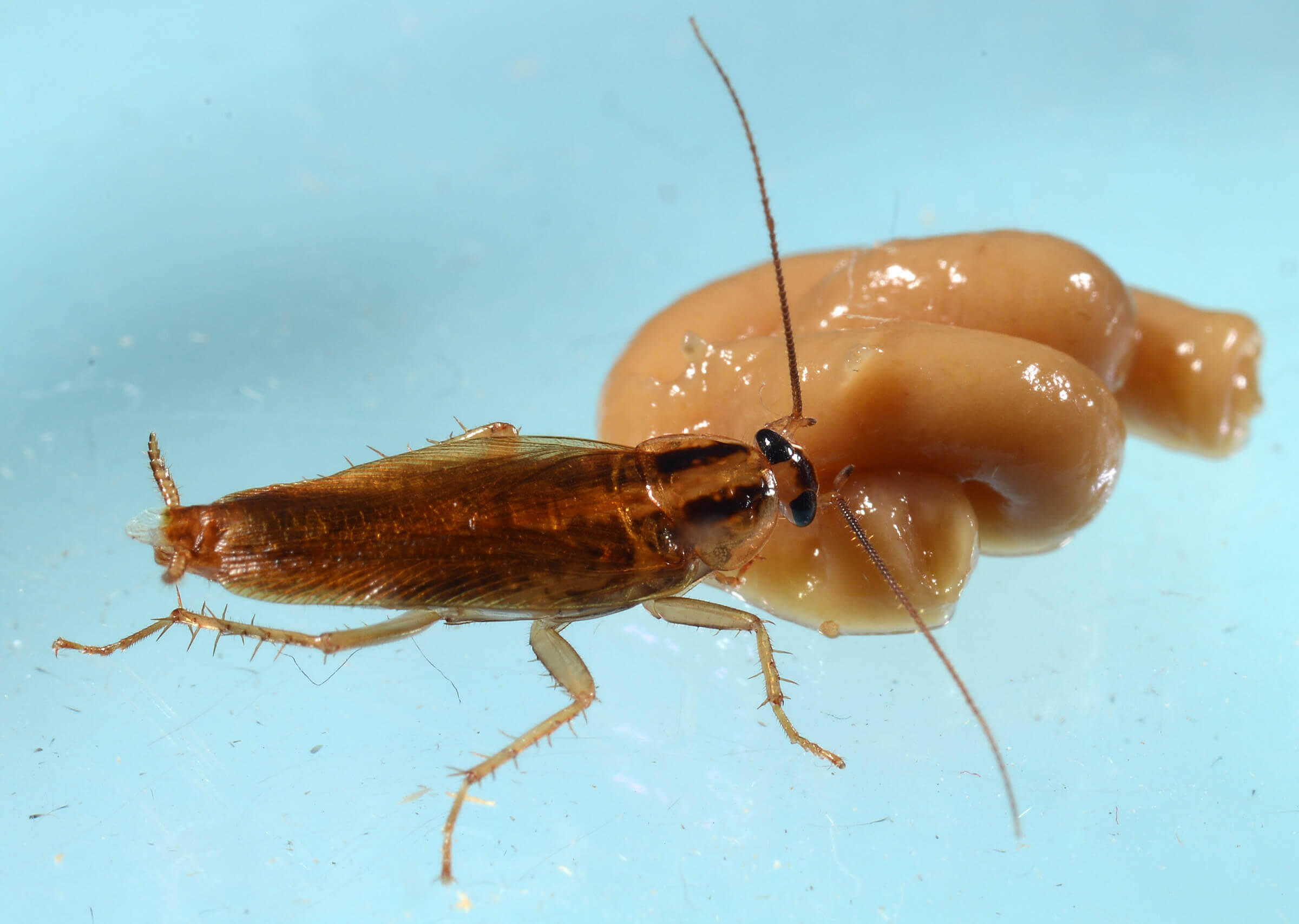 A German cockroach feeds on an insecticide in the laboratory portion of a Purdue University study that determined the insects are gaining cross-resistance to multiple insecticides at one time. (Photo by John Obermeyer/Purdue Entomology)