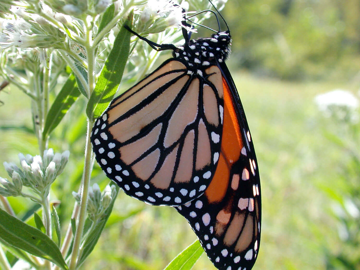 Purdue University researchers have found evidence near agricultural fields of pesticides on milkweed, a vital source of food for monarch butterfly caterpillars. It raises questions about pesticide roles in the decline of the species. (Photos by John Obermeyer/Purdue Entomology)