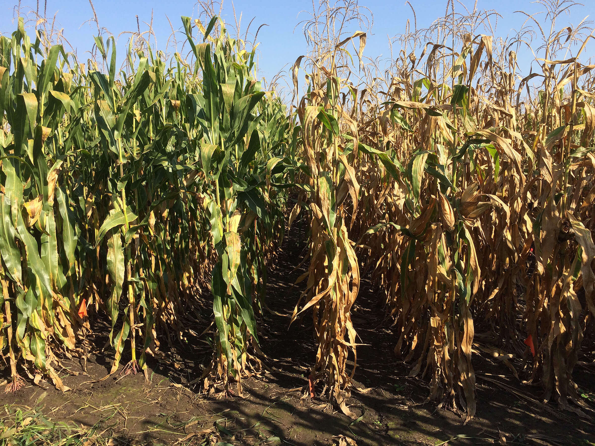 An early corn hybrid from 1958 (right) versus a more modern hybrid from 2015 (left). The modern crops retain leaf nitrogen longer, keeping leaves green for continued photosynthesis that allows plants to increase kernel number and size