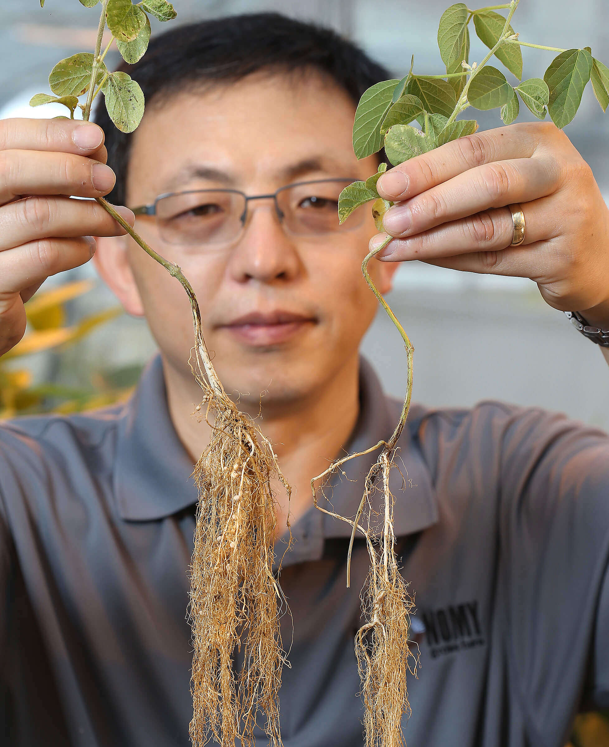Here, Jianxin Ma shows the difference between soybean roots in which nodule-suppressing genes have been knocked out by CRISPR-Cas9 gene editing technology (left) and unmodified roots (right), which have far fewer nodules. (Purdue Agricultural Communication photos/Tom Campbell)