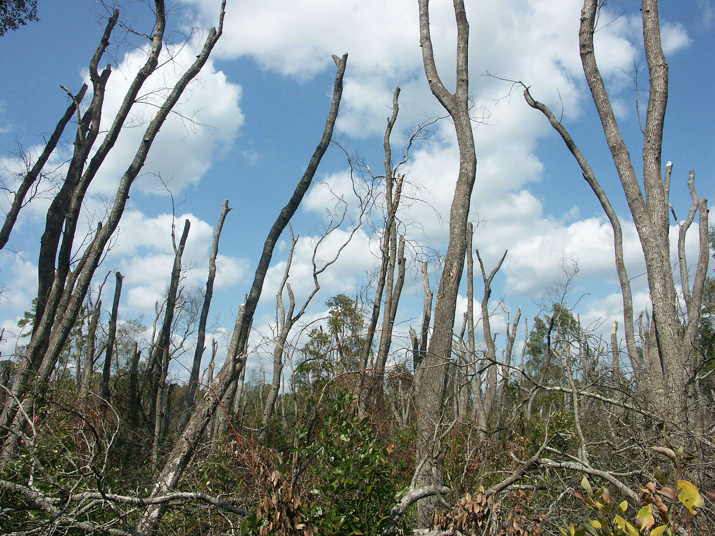 In Evans County, Georgia, laurel wilt disease has destroyed a stand of redbay laurel trees. (Image courtesy of Kevin Potter)