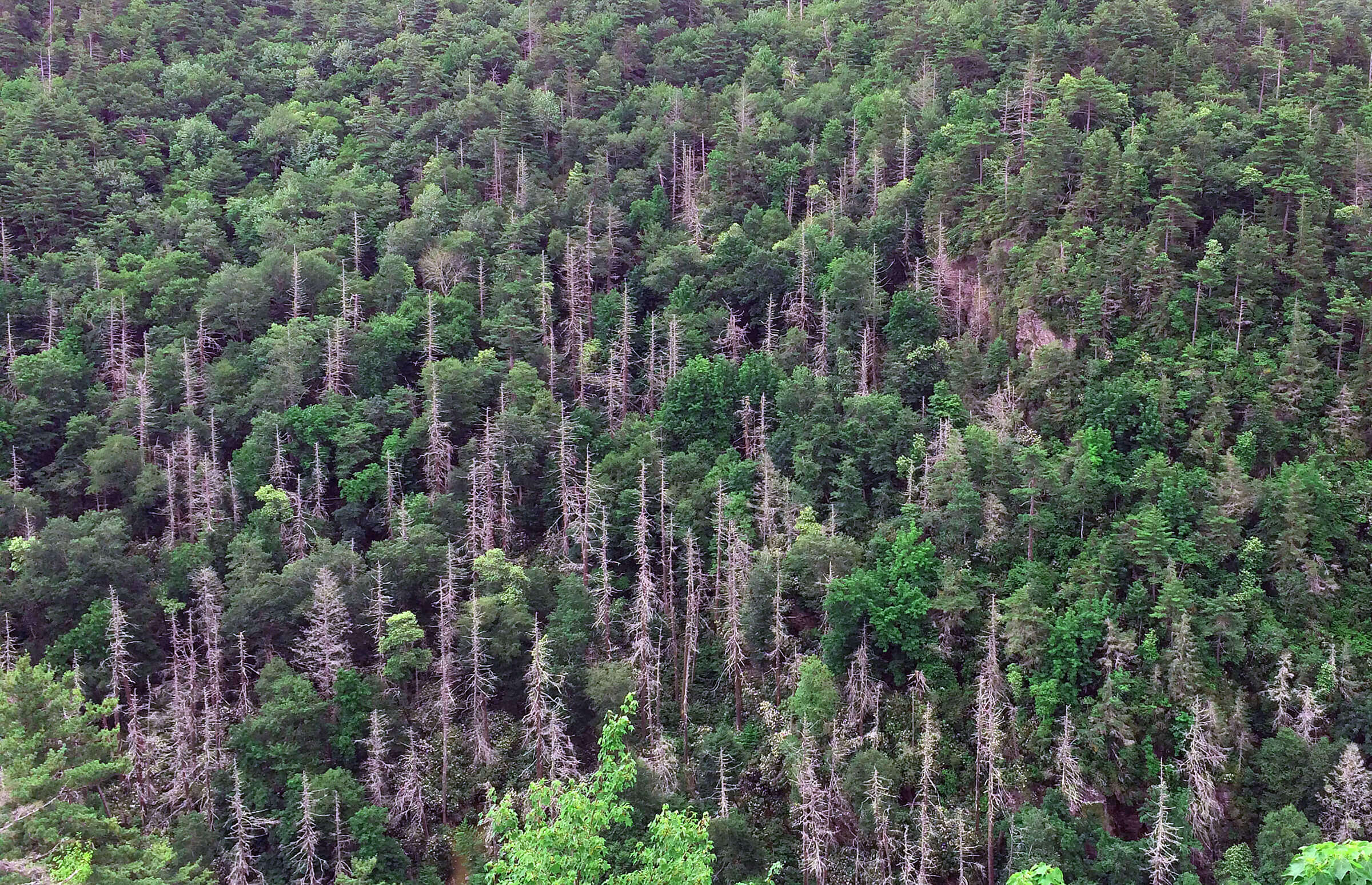 In Great Smoky Mountains National Park in North Carolina, the hemlock woolly adelgid decimates hemlock trees. (Photo courtesy of Songlin Fei)