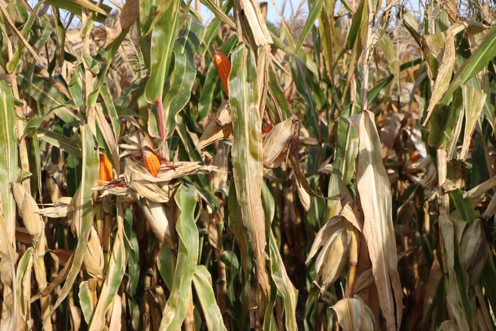 Orange corn plantation