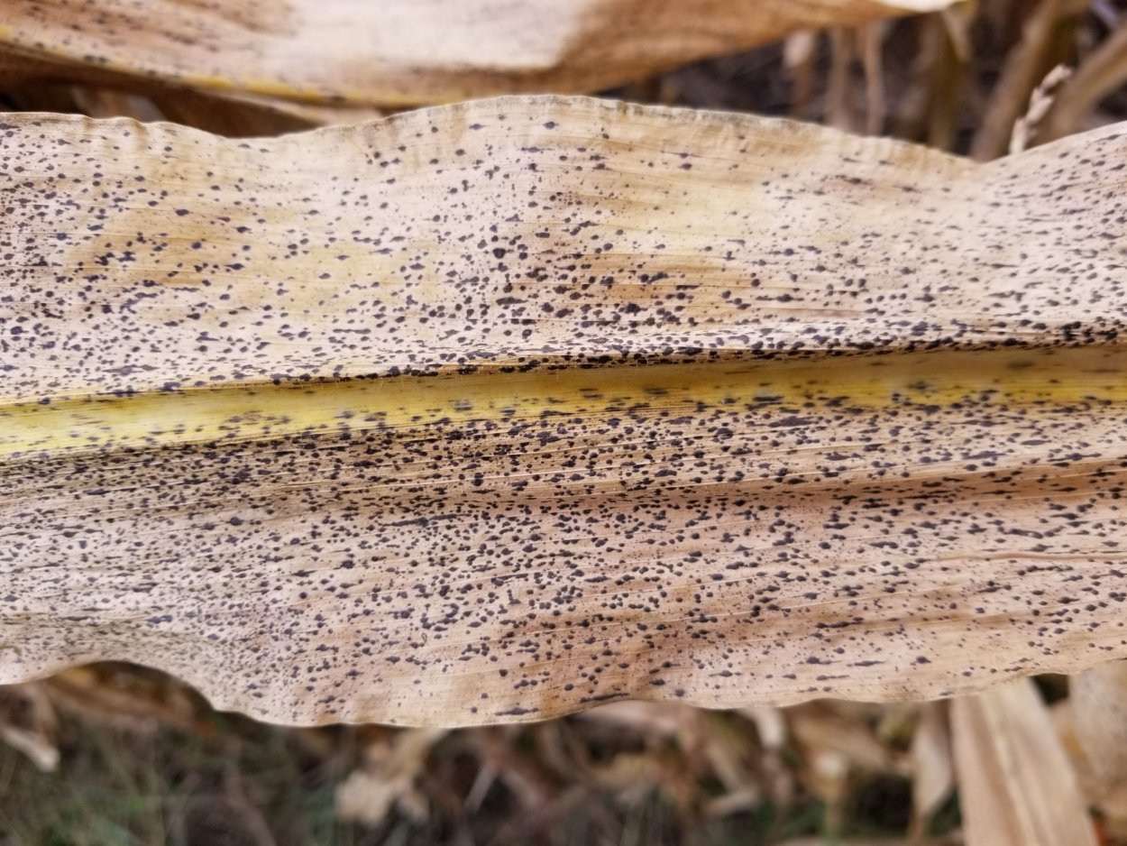 corn leaf affected by tar spots