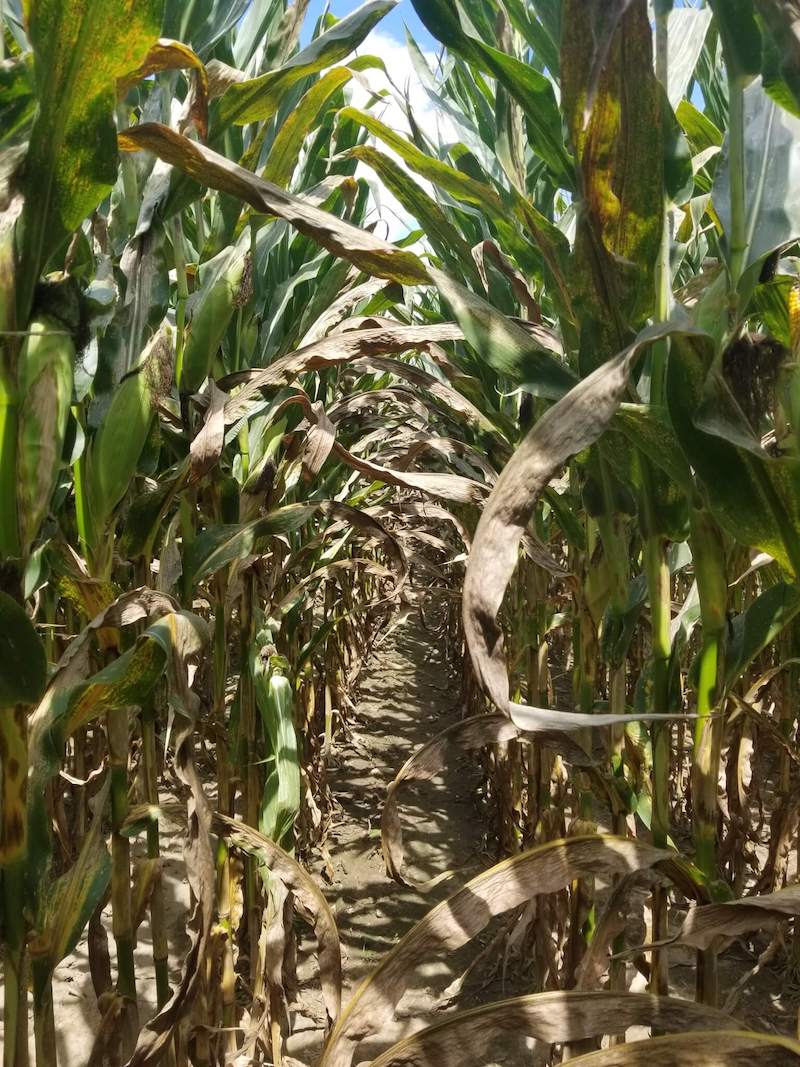 corn field plantation
