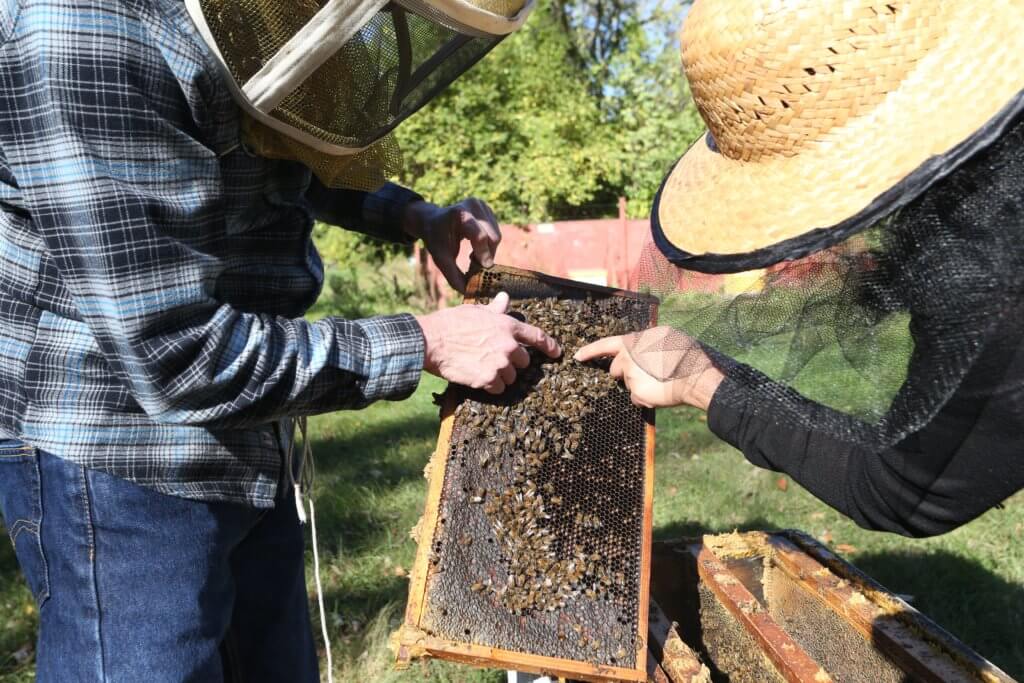 honey bee frames