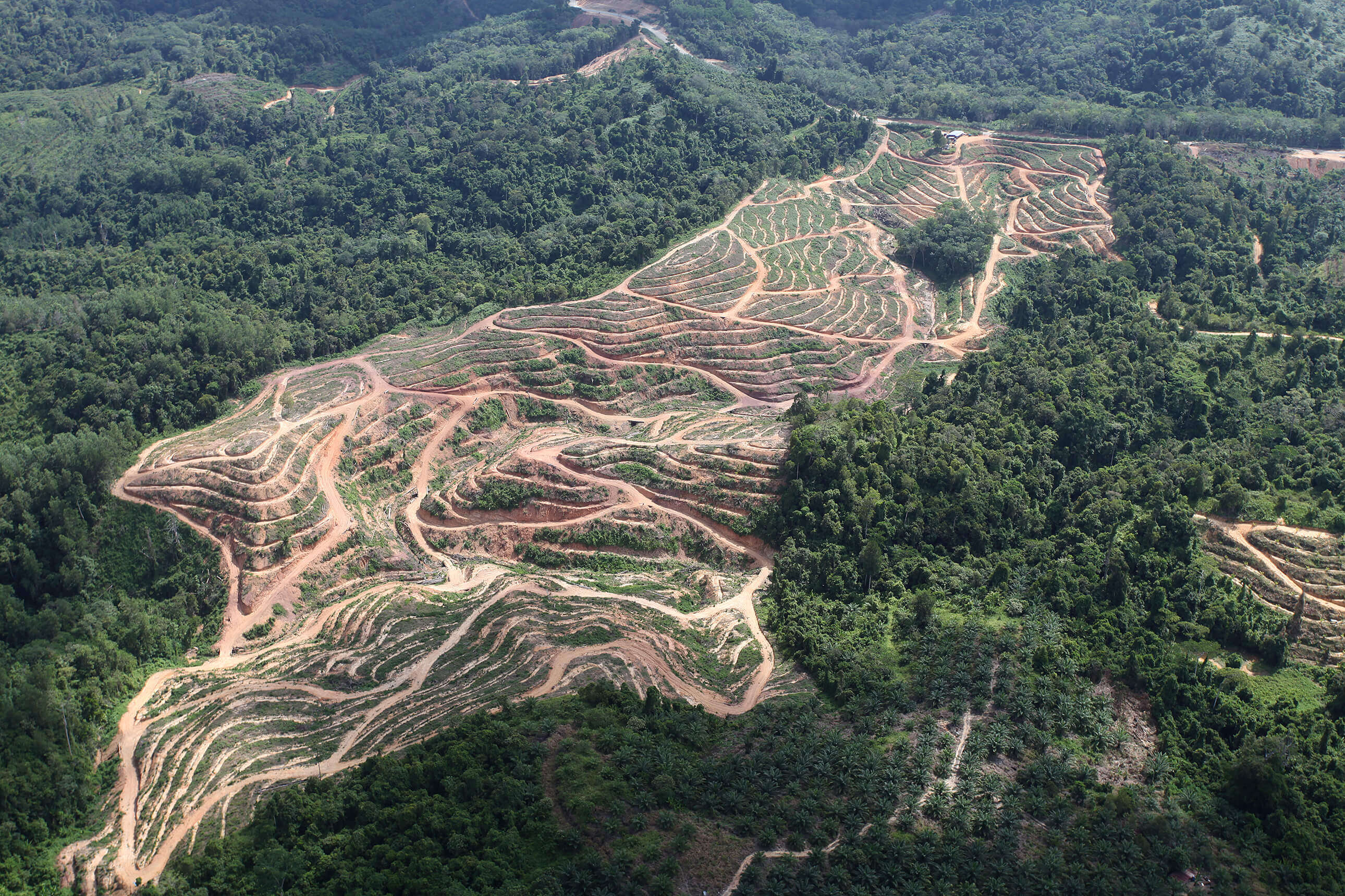 A Purdue University analysis shows that U.S. biofuel production and policy may account for only a negligible portion of the land cleared for increased palm oil production since the 1990s. (Photo courtesy mongabay.com).