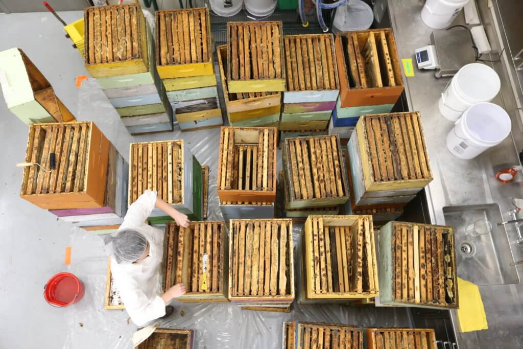 Researchers holding in their hands honey bee frame with a beehive