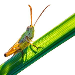 close-up-photo-of-grasshopper-2716982-300x300.png