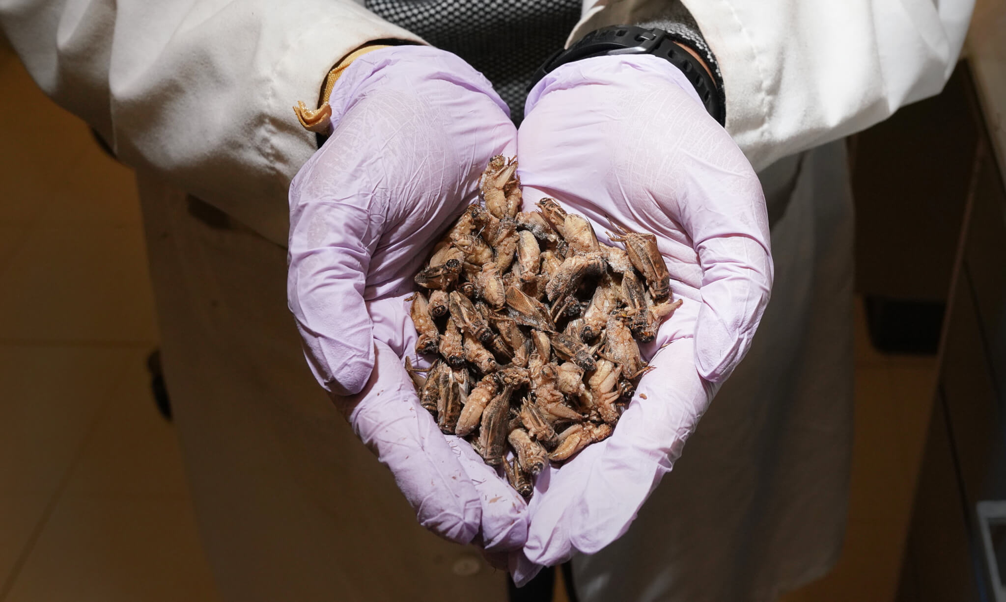 A handful of crickets that Hall and Liceaga use in their research.