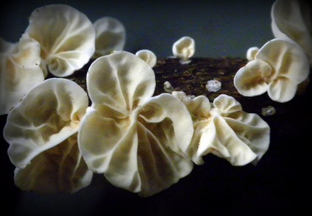 mushrooms in Cameroon