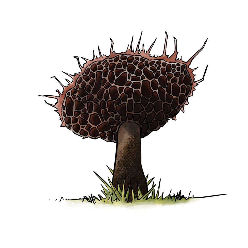 fungus-3-1024x1024.jpg