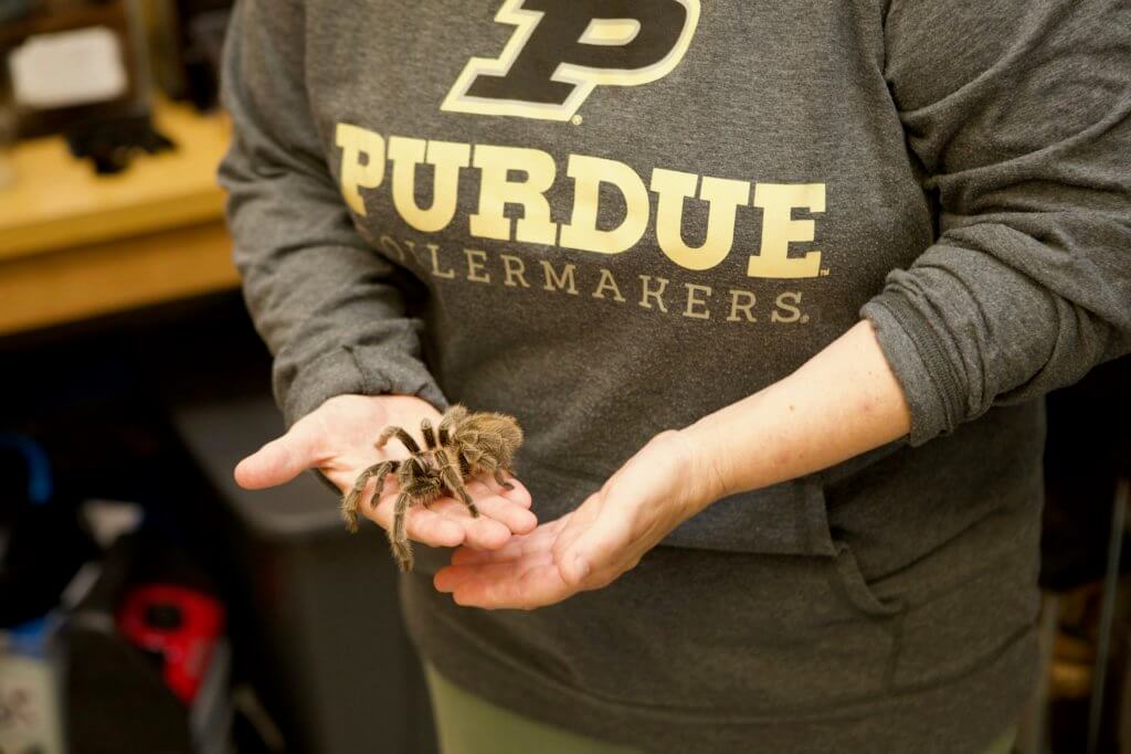 Gwen Pearson shows off a tarantula at the Insect Petting Zoo.