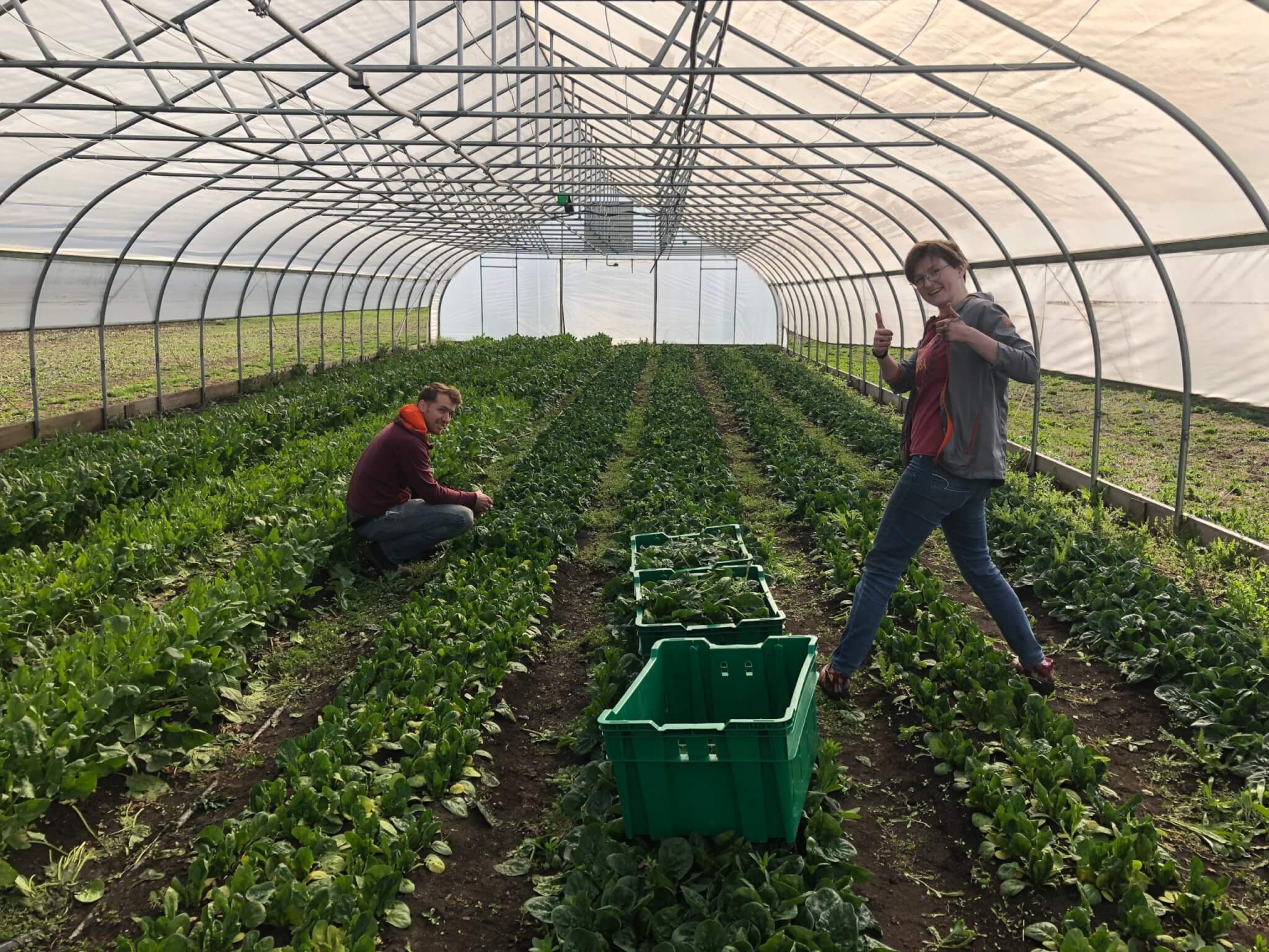 Students working at the Purdue Student Farm to harvest and deliver leafy greens to local food banks.