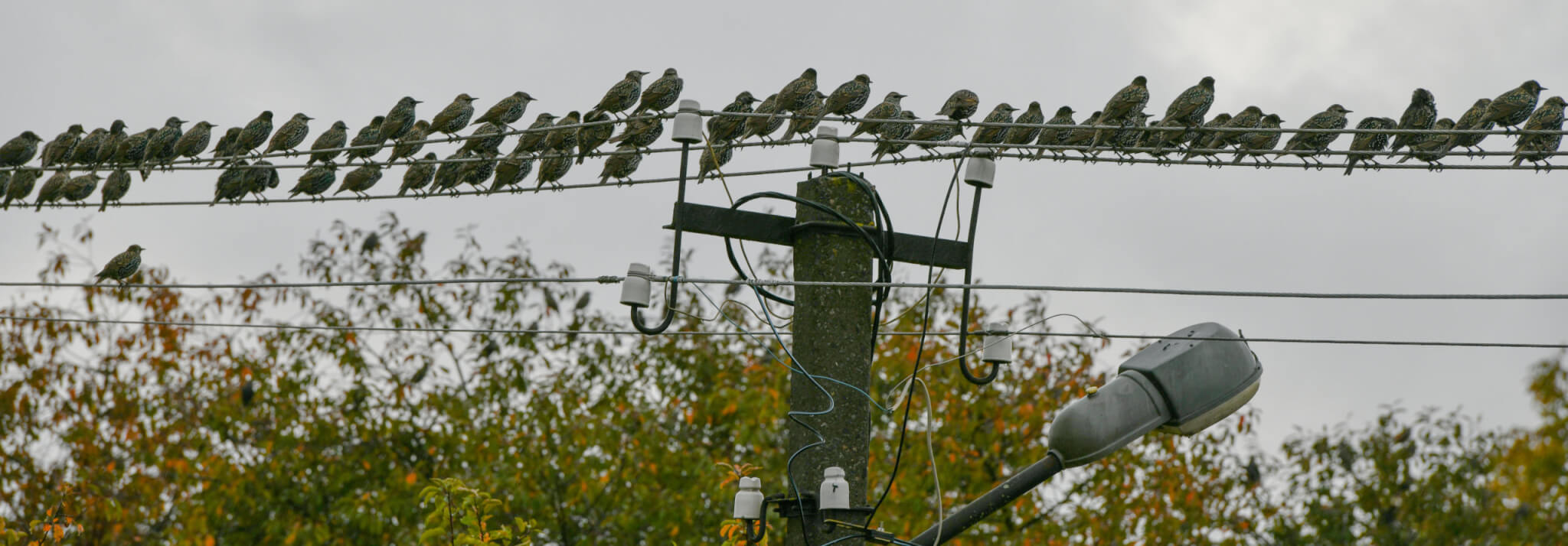 starlings-scaled1.jpg