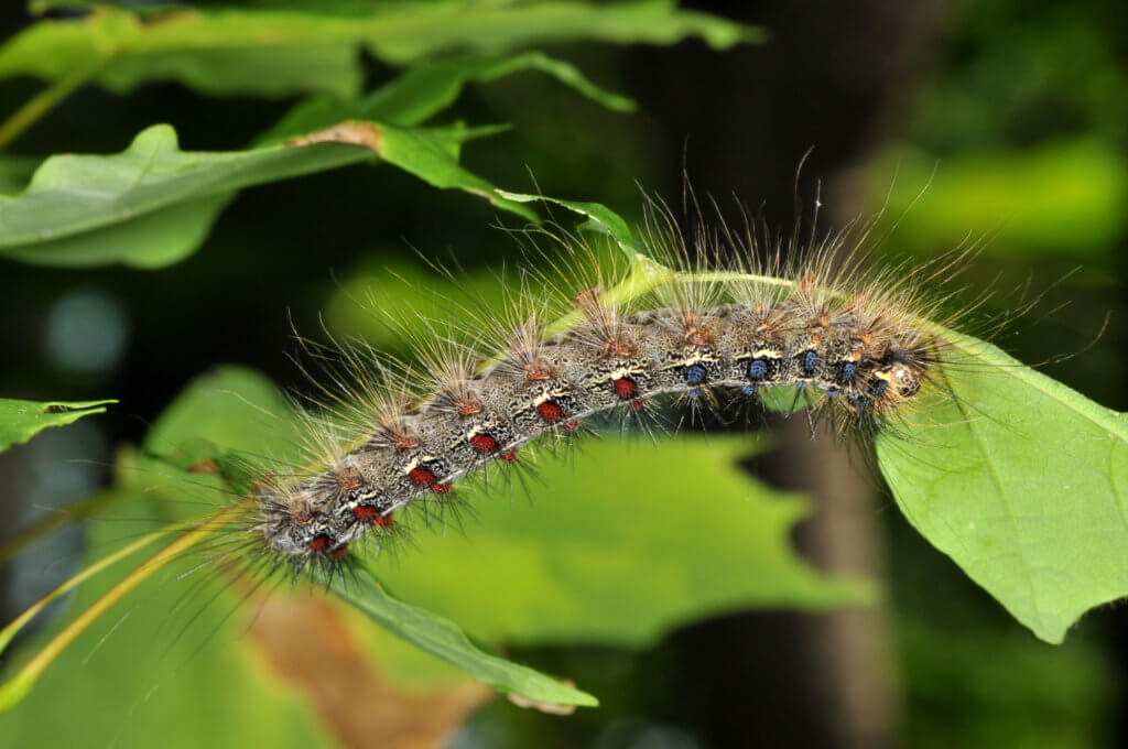 Gypsy moth (Lymantria dispar dispar) in caterpillar form.