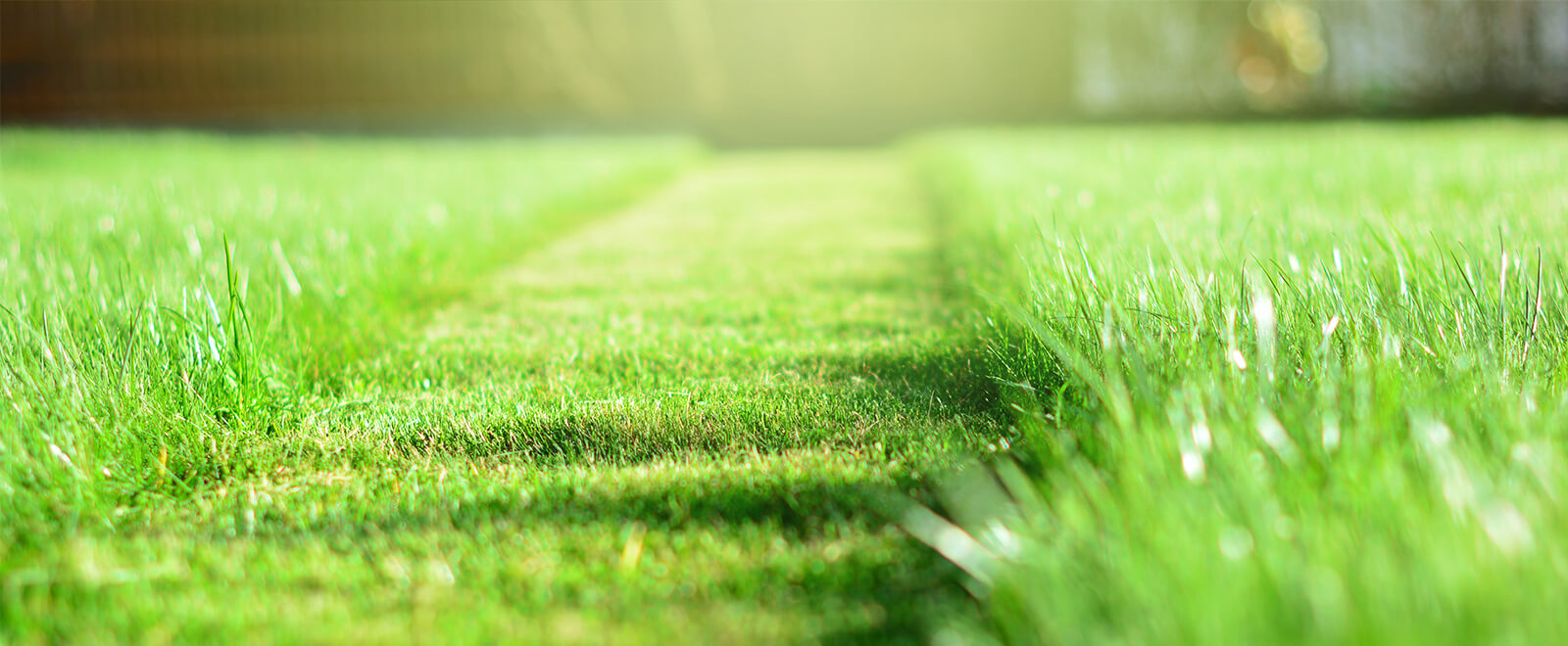 Horticulture professor shares essential advice for a healthy lawn