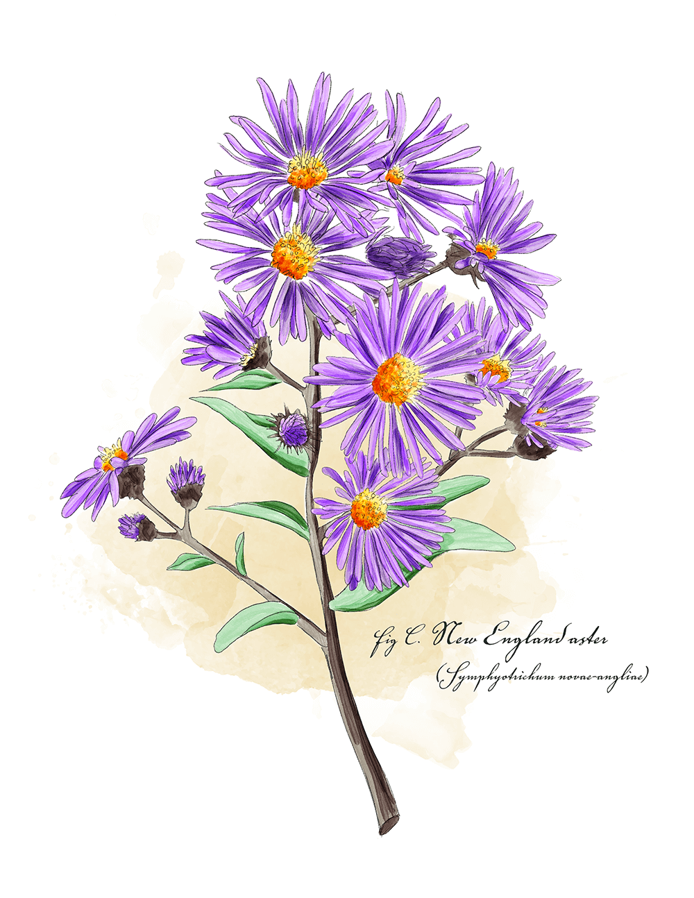 new_england_aster.png