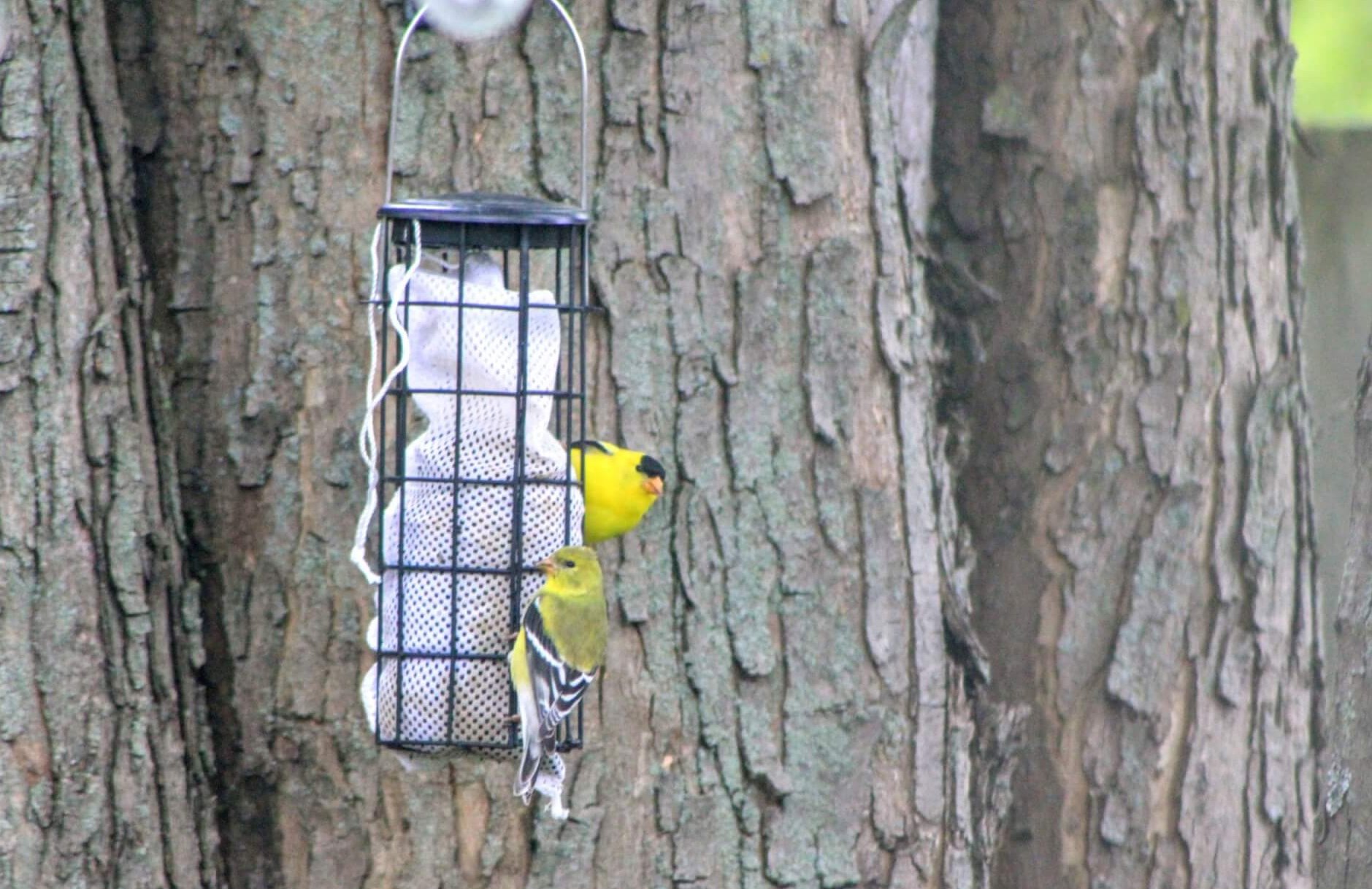 American goldfinches on a bird-feeder