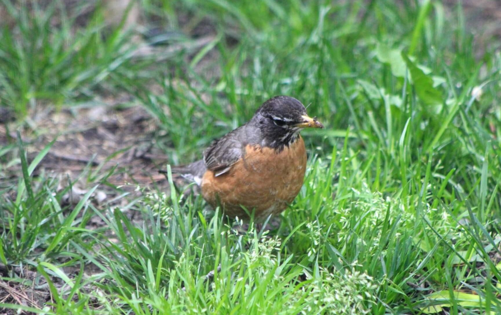 American Robins on the ground