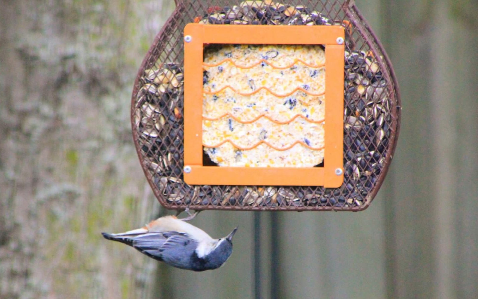 White-breasted Nuthatch on a bird-feeder