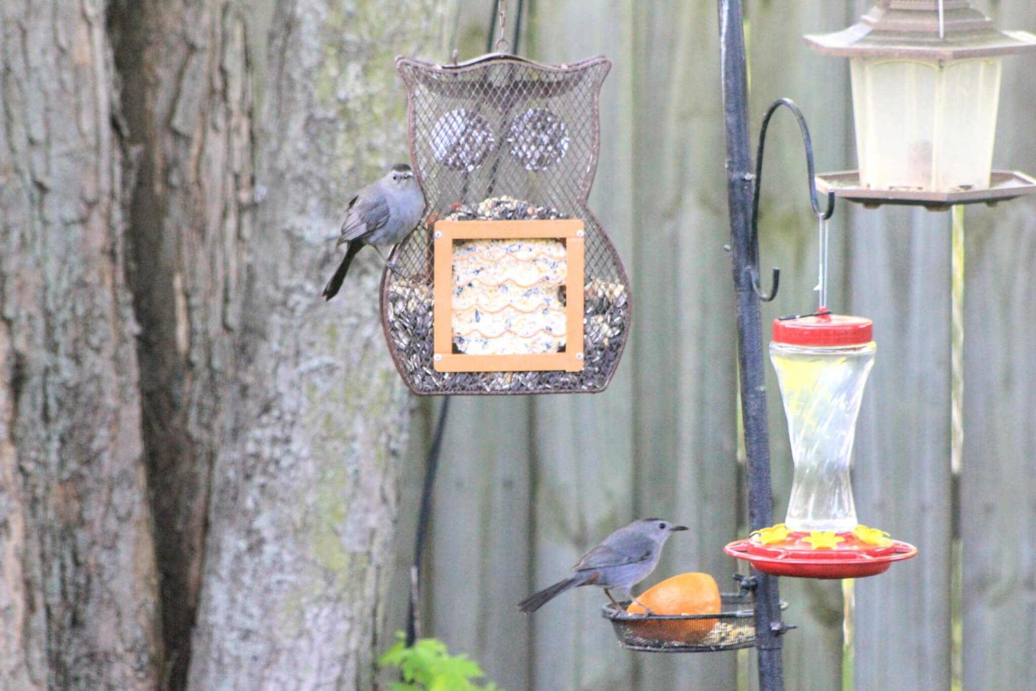 Gray Catbirds on a bird-feeder