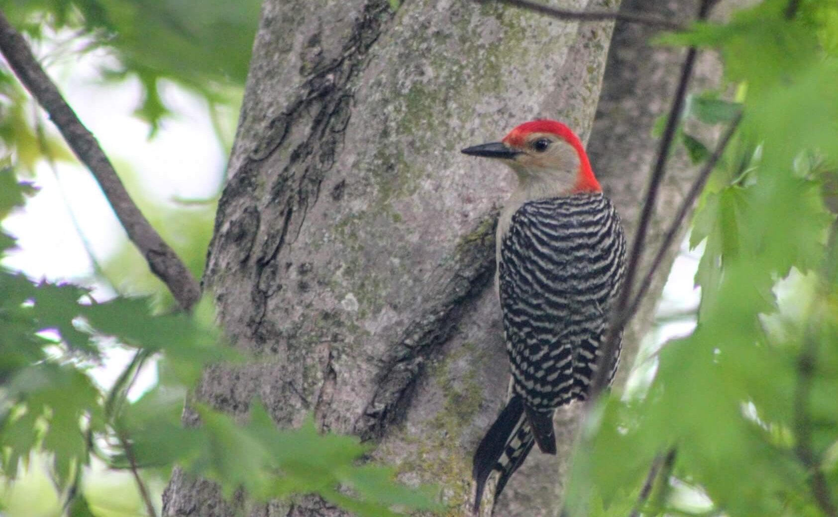 Red-bellied Woodpecker in a bird feeder