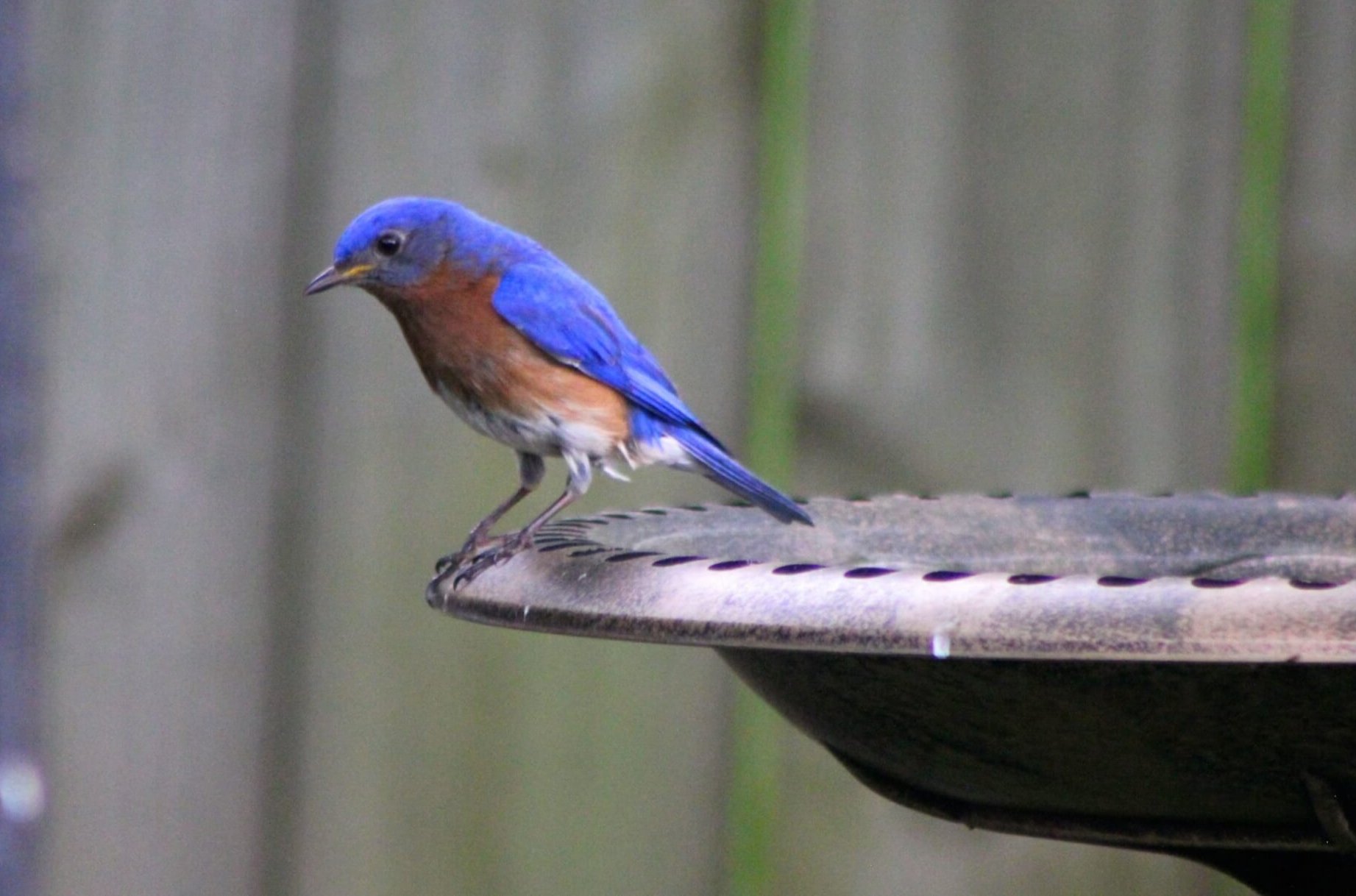 An Eastern Bluebird enjoying the birdbath in Outcalt's yard.