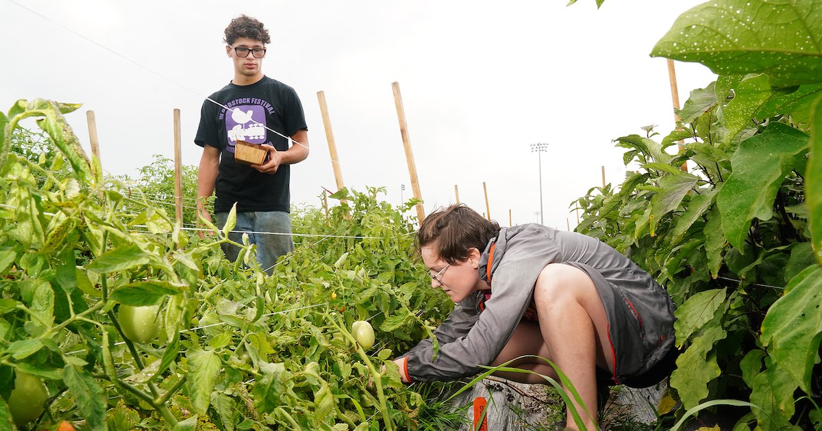 Alfonso Rosselli, a senior from San Juan, Puerto Rico and Grace Moore, a junior from Seymour, IN are majoring in sustainable food and farming systems and work at the farm.