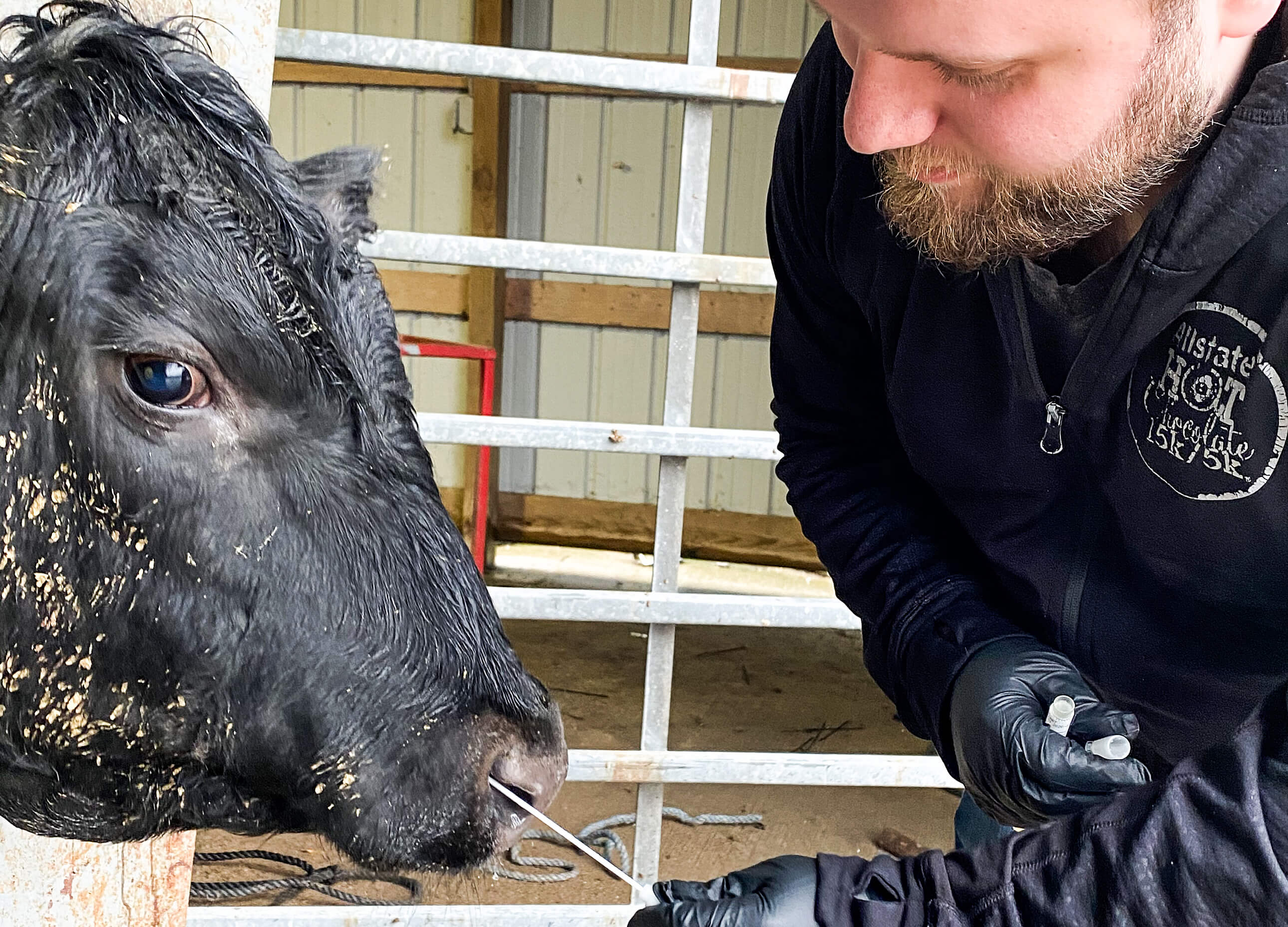 Josiah Davidson, a graduate student in Mohit Verma's Purdue University lab, collects a nasal swab from a calf to test for bovine respiratory disease. Verma received a $1 million U.S. Department of Agriculture grant to develop a biosensor that will rapidly test for the costly cattle disease. (Photo courtesy Suraj Mohan)