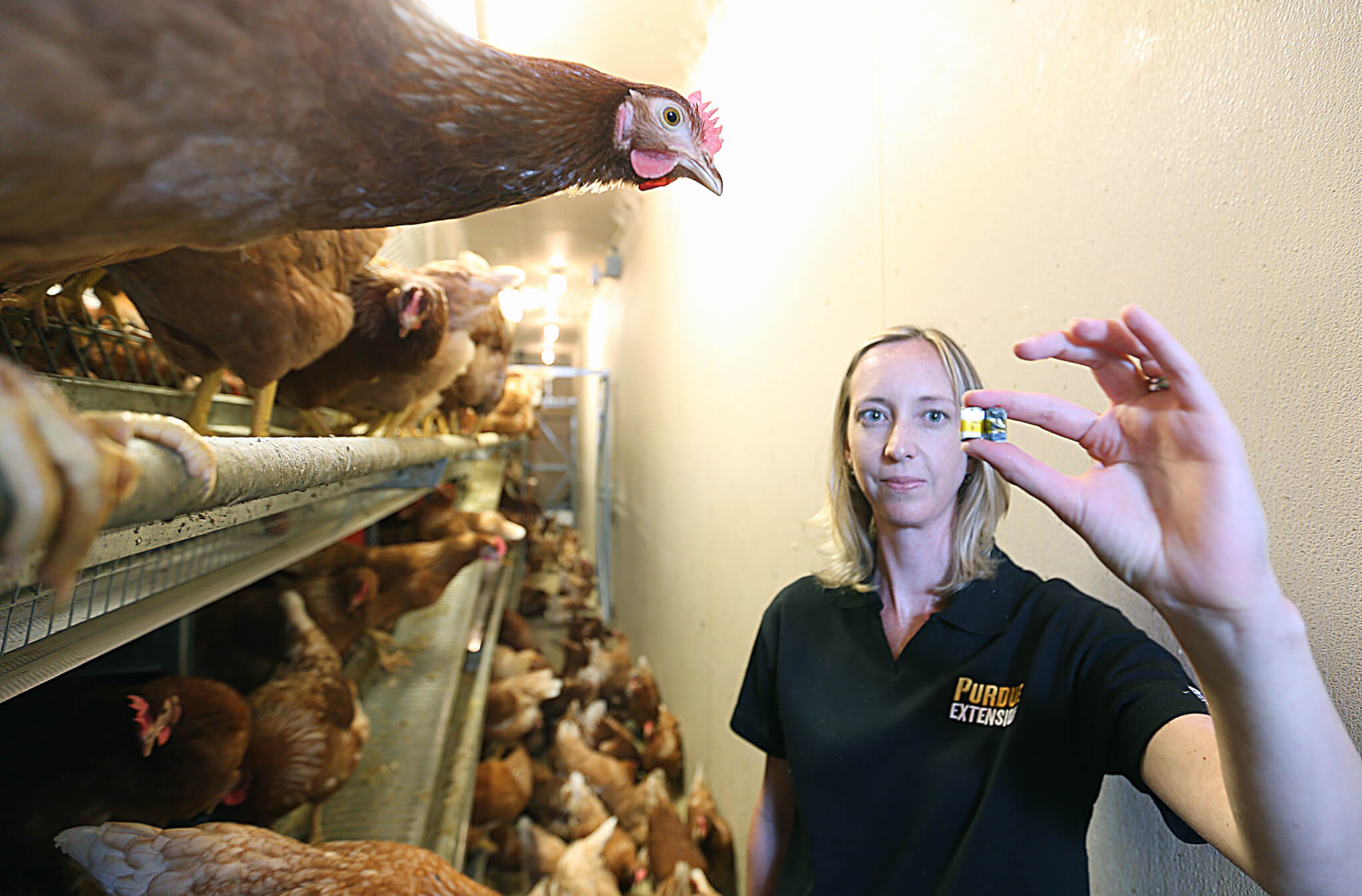 Chickens in a farm. Erasmus holds up an accelerometer used to track the activity of poultry