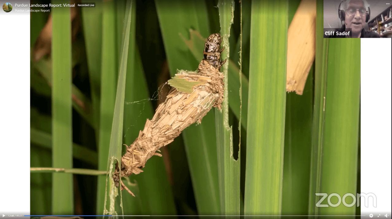 cliff-bagworm.png