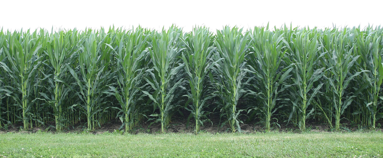 row of corn in the field