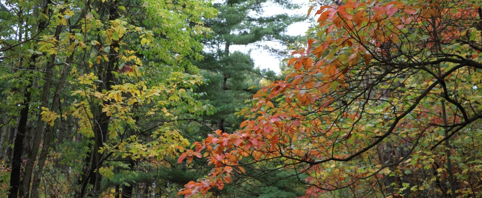 Fall tree leaves