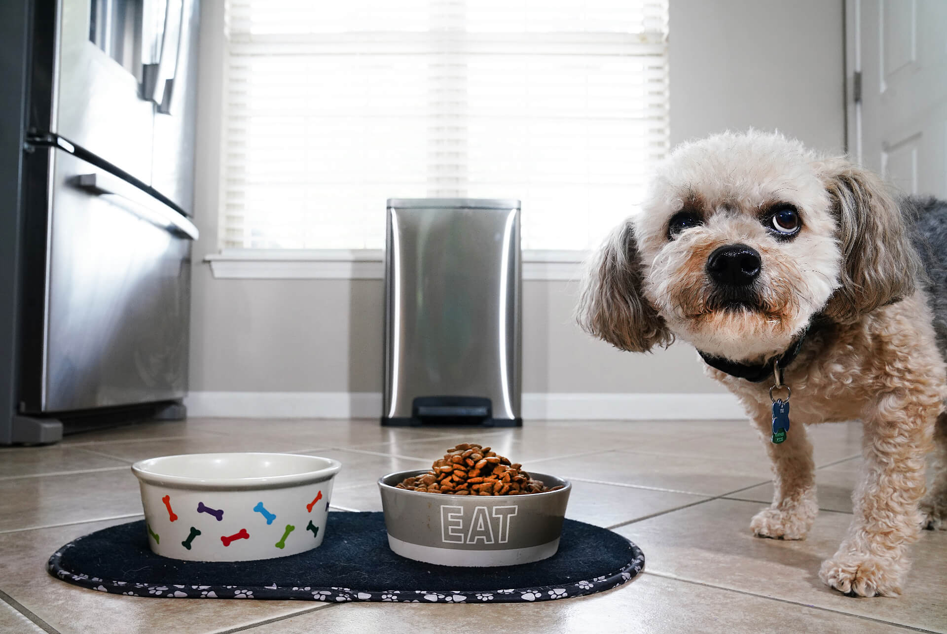 dog at a food bowl