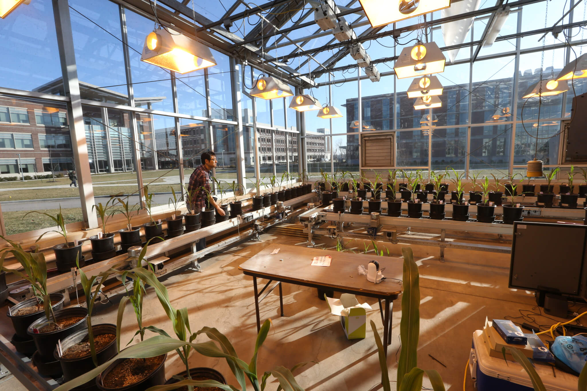 Corn plants inside a green house
