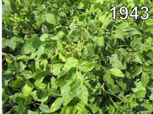 soybean plants, image from 1943