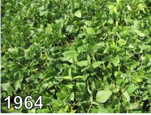 soybean plants, image from 1964