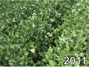 soybean plants, image from 2023