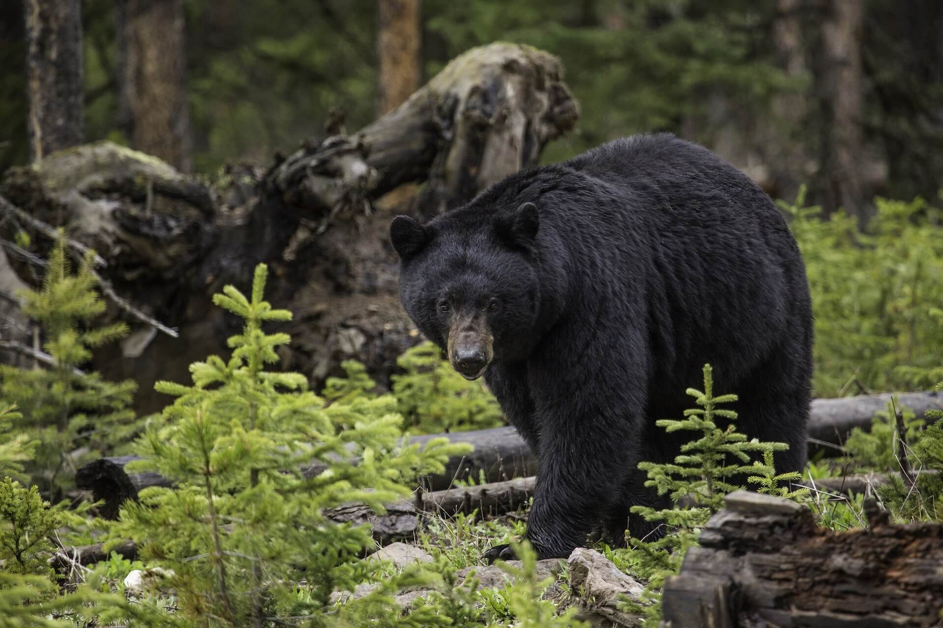 Adult black bear walking in a deep forest