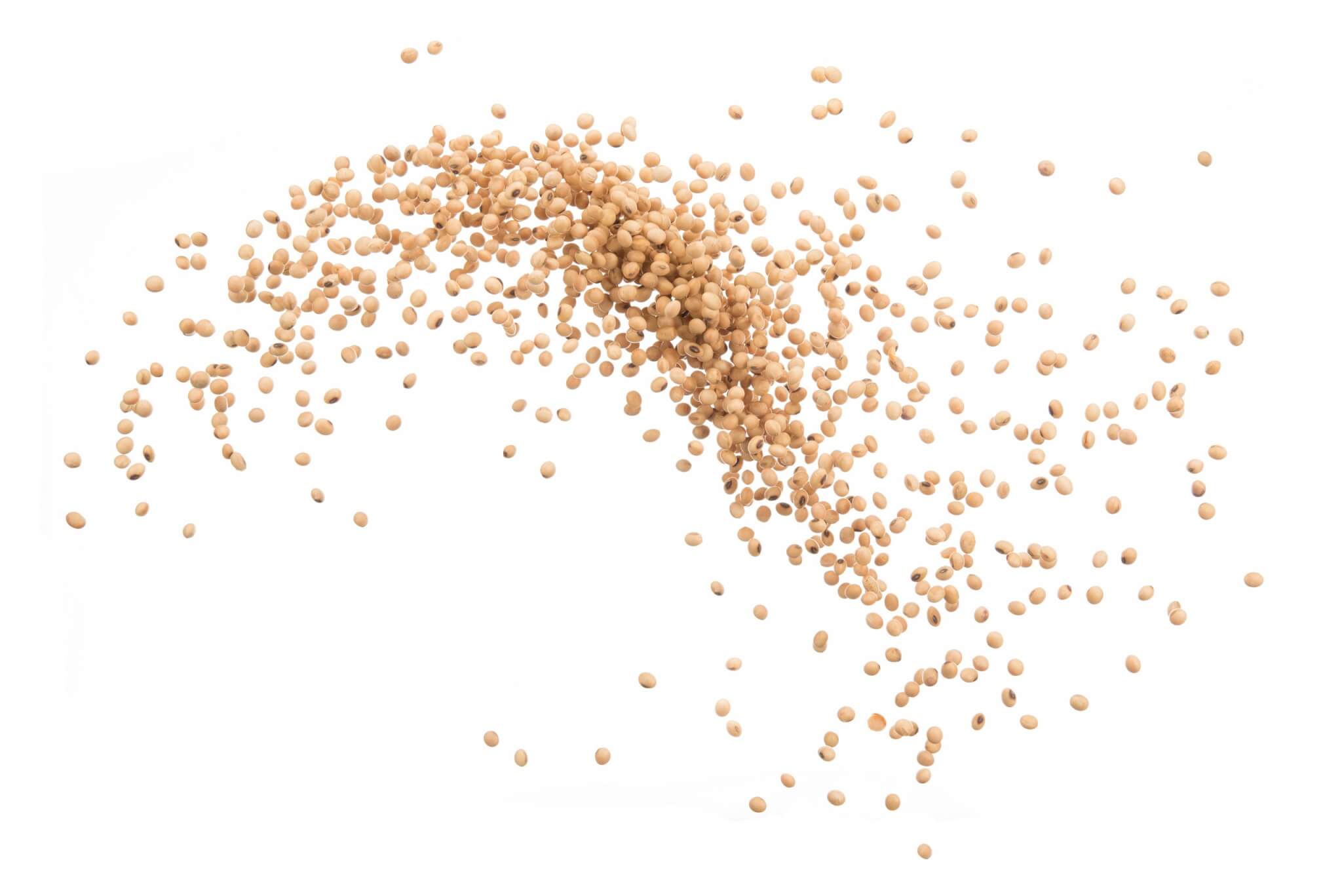 soybean grains 