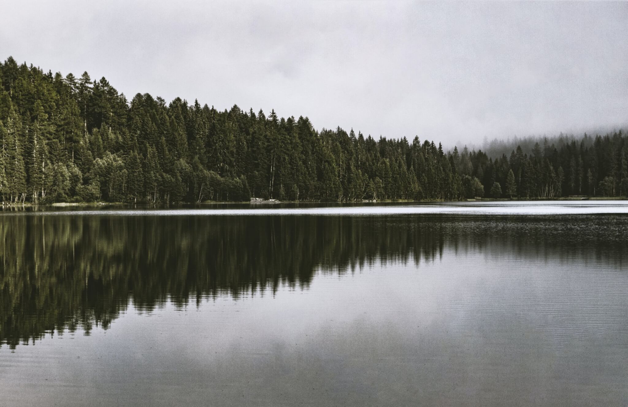 Lake and pine trees on the background on a fuggy day