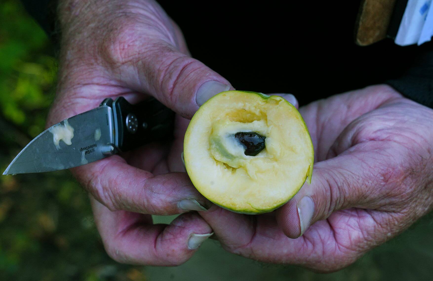 The inside of a pawpaw fruit