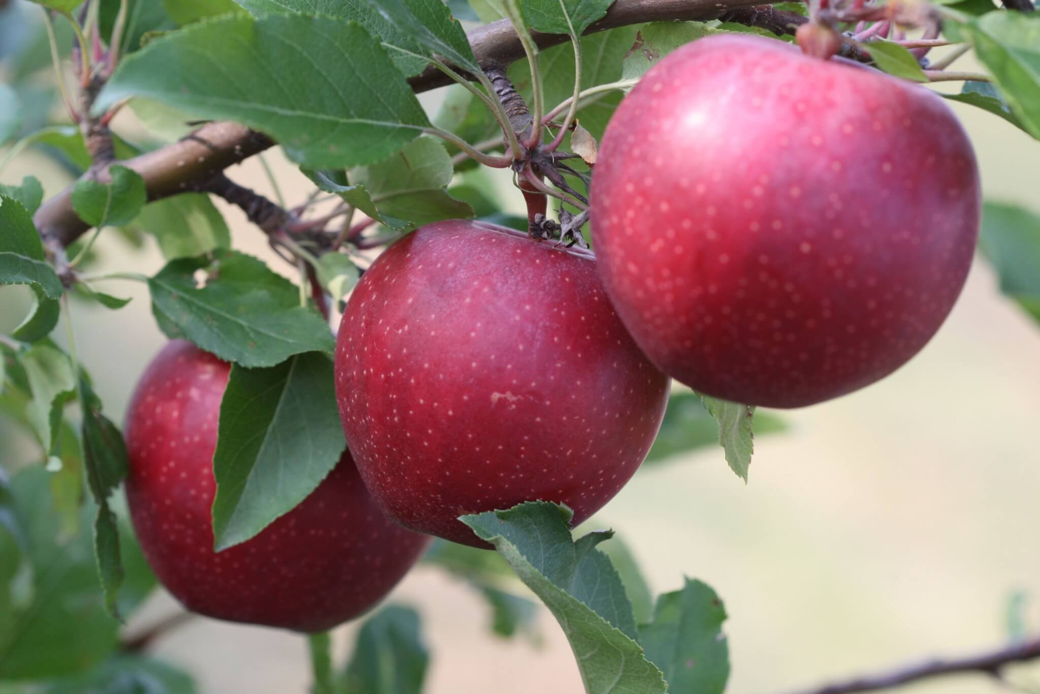 Red apple on a tree