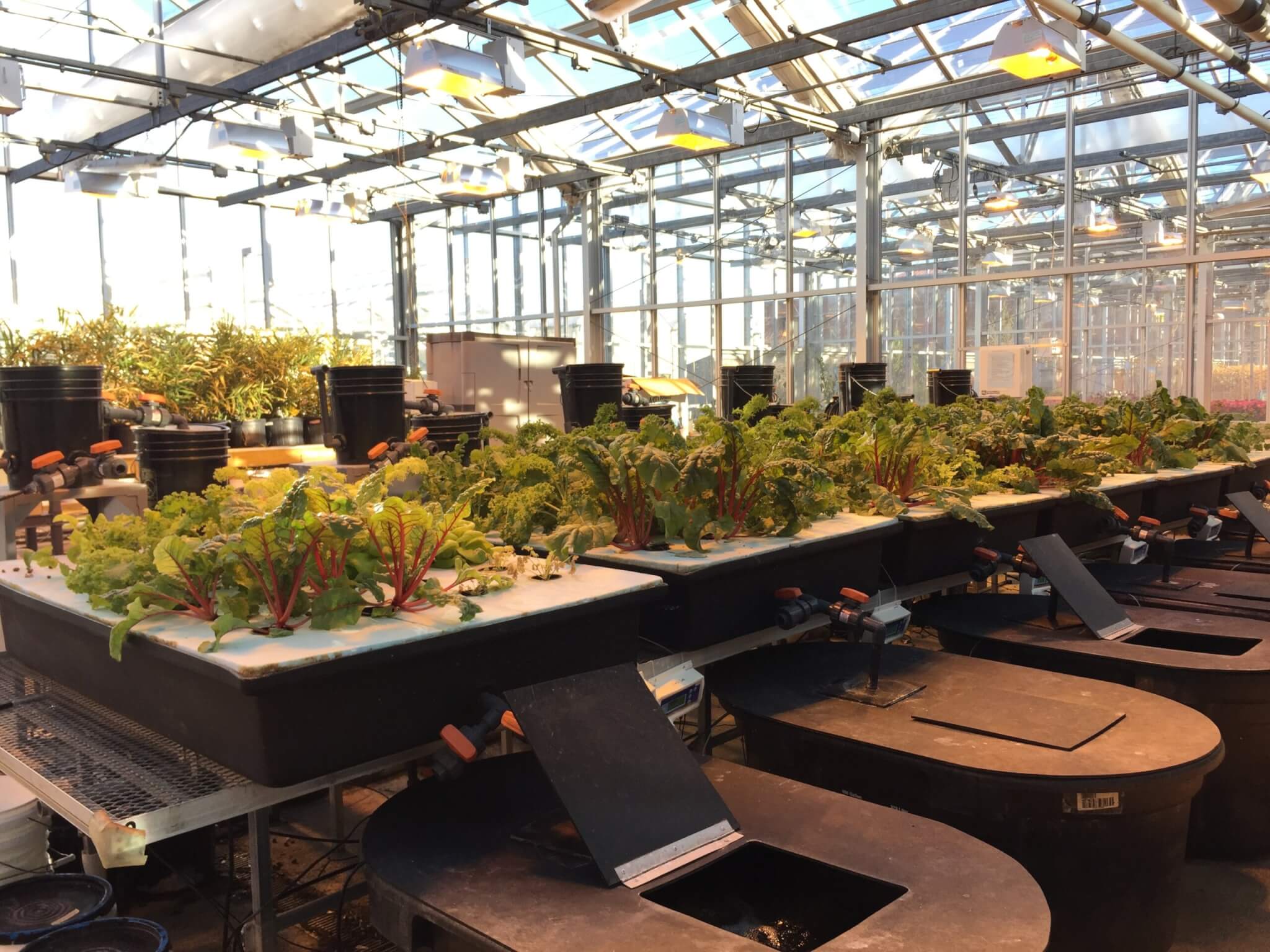 Vegetables in a greenhouse planted using hydroponic and aquaponic growing systems 