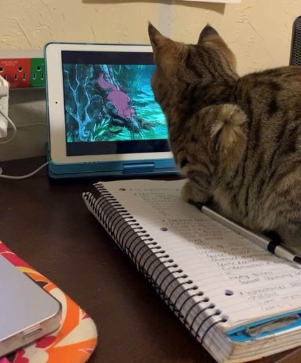 Cat watching a cartoon movie on an ipad devise 