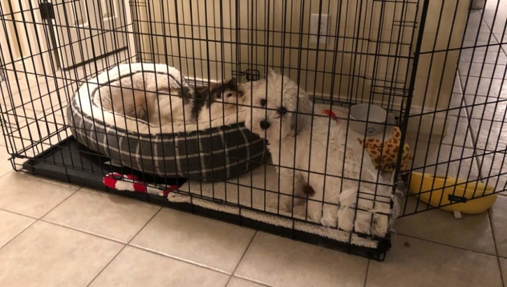 2 small dogs resting in their cage 