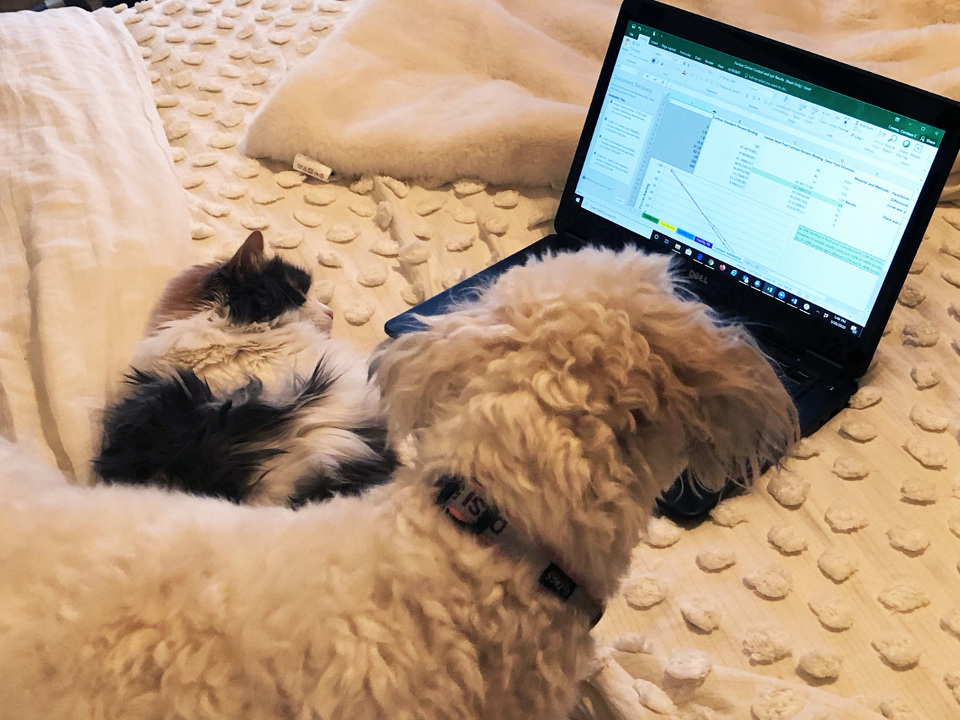 A dog and a cat in front of a laptop computer