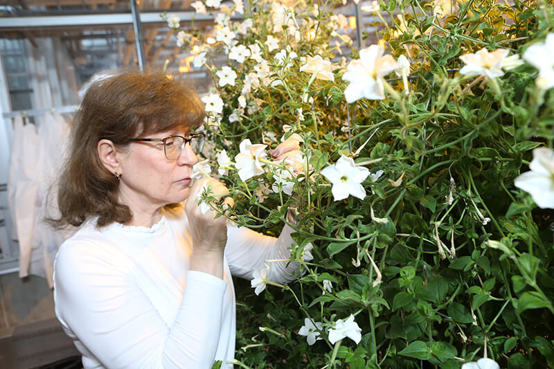 Natalia Dudareva and colleagues found that the cuticle of petunia flowers acts as a sink for volatile compounds.